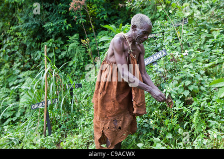 James, l'un des aînés du village traditionnel des pygmées Batwa de la Forêt impénétrable de Bwindi en Ouganda recueille des plantes. Banque D'Images