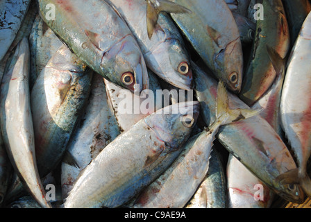 Le maquereau indienne (Rastrelliger kanagurta) ou Banagda en vente dans le marché aux poissons, Harney Konkan, village Banque D'Images