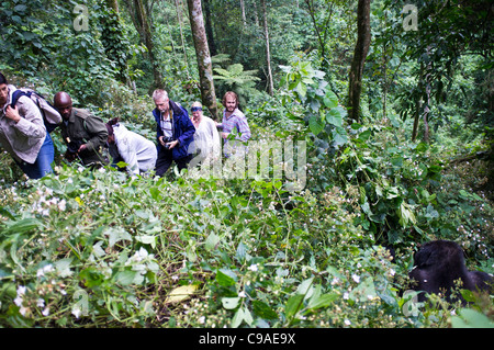 Tracker / trekking international et guide les touristes en randonnée pour voir les gorilles de montagne dans la forêt impénétrable de Bwindi, en Ouganda. Banque D'Images