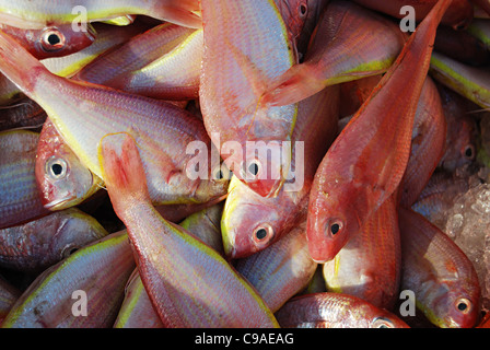 Le vivaneau poissons conservés pour la vente dans le marché aux poissons, Harney Konkan, village Banque D'Images