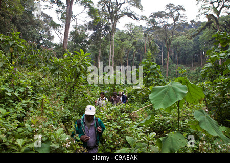 Tracker / trekking international et guide les touristes en randonnée pour voir les gorilles de montagne dans la forêt impénétrable de Bwindi, en Ouganda. Banque D'Images