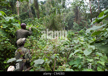 Tracker / trekking international et guide les touristes en randonnée pour voir les gorilles de montagne dans la forêt impénétrable de Bwindi, en Ouganda. Banque D'Images