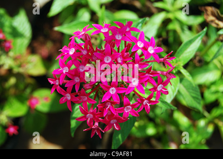 Penta rose des fleurs. Pentas lanceolata aussi appelée étoile égyptienne pour les cinq de bloom-forme pointue. Meilleures fleurs pour attirer les papillons Banque D'Images