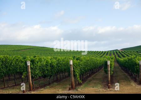 Vignoble dans la célèbre région viticole de la rivière Pipers. Pipers River, Tasmanie, Australie Banque D'Images