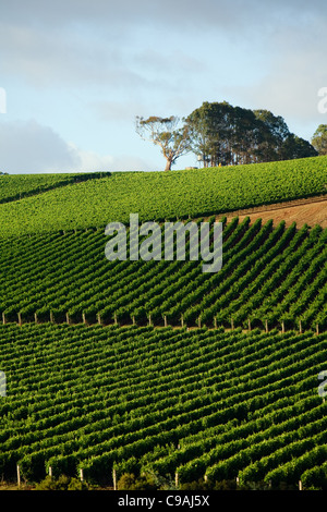 Vignoble dans la célèbre région viticole de la rivière Pipers. Pipers River, Tasmanie, Australie Banque D'Images