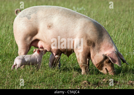 Un cochon avec deux porcelets suckling dans un champ Banque D'Images