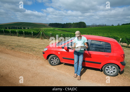 Un homme consulte une carte routière en roulant à travers les vignes. Pipers River, Tasmanie, Australie Banque D'Images