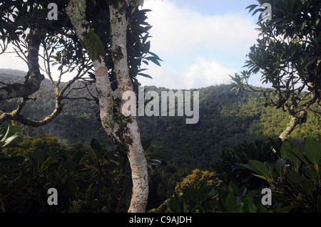 Forêt vierge vue sur O'Reillys Plateau, Parc National de Lamington, Queensland, Australie Banque D'Images
