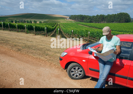 Un homme consulte une carte routière en roulant à travers les vignes. Pipers River, Tasmanie, Australie Banque D'Images