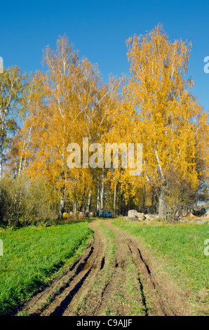 Chemin rural, l'automne de bouleaux et plusieurs ruches colorées parmi eux. Banque D'Images