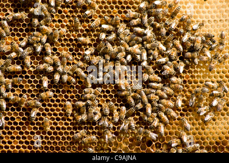 Les abeilles travaillent sur un nid Banque D'Images