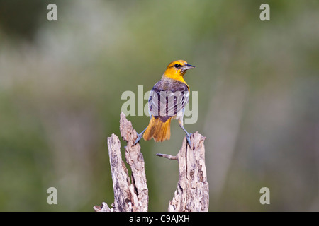 1ère juvénile Printemps Oriole de Bullock, Icterus bullockii, essayant de garder au frais pendant une chaude journée d'été Banque D'Images