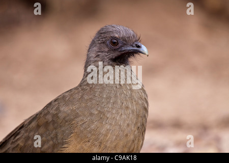 Plaine Chachalaca, Ortalis vetula, au ranch Javelina-Martin et refuge au sud du Texas. Banque D'Images