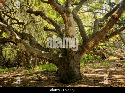 Californie - Arbre de chêne le long du sentier à travers la réserve d'état de Los Osos Oaks. Banque D'Images