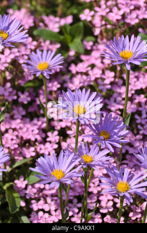 Aster des alpes (Aster alpinus) et (Mountain sandwort arenaria montana) Banque D'Images