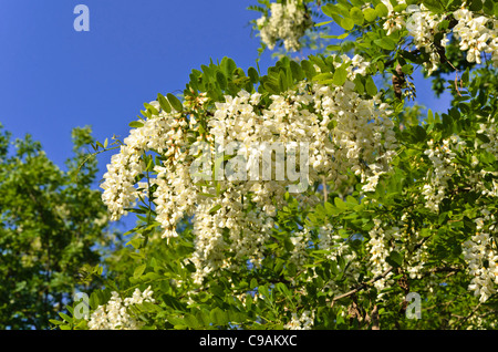 Le robinier (Robinia pseudoacacia) Banque D'Images