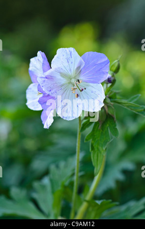 Géranium sanguin (geranium pratense meadow 'splish splash') Banque D'Images