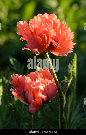 Pavot d'Orient (Papaver orientale 'pink ruffles') Banque D'Images