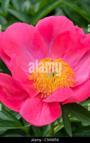 La pivoine de Chine (paeonia lactiflora 'flame') Banque D'Images