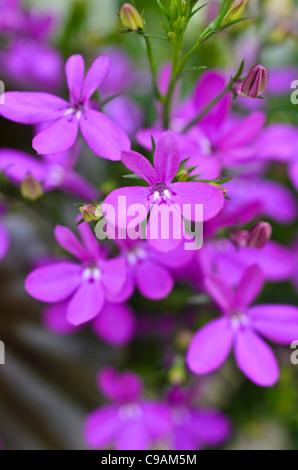 Lobelia chant (lobelia erinus 'purple star') Banque D'Images