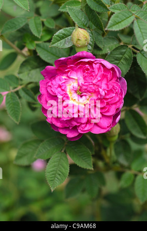 Le chou rose (Rosa x 'centifolia parviflora') Banque D'Images