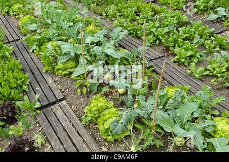 Laitue (Lactuca sativa var. Capitata) et kohlrabi (Brassica oleracea var. Gongyloides) Banque D'Images