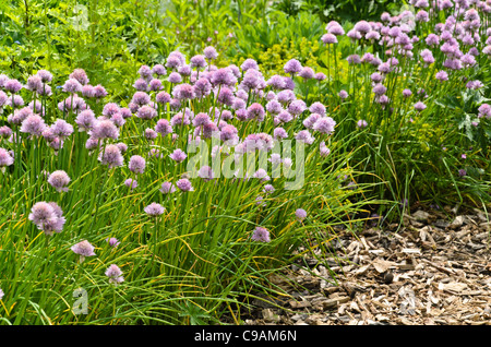 La ciboulette (Allium schoenoprasum) Banque D'Images