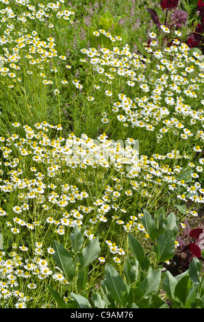 Chanomile allemand matricaria recutita (Matricaria chamomilla) syn. Banque D'Images