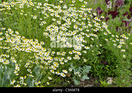 Chanomile allemand matricaria recutita (Matricaria chamomilla) syn. Banque D'Images