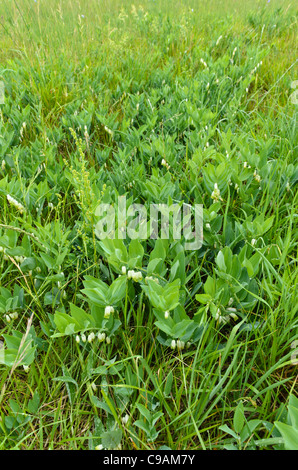 Le sceau de Salomon (polygonatum multiflorum) Banque D'Images