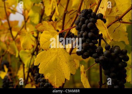 Pinot noir avec feuillage automne à Elk Cove vignobles dans la vallée de Willamette en Oregon au moment de la récolte. Banque D'Images