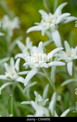 Edelweiss (leontopodium nivale syn. leontopodium alpinum) Banque D'Images