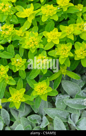 L'euphorbe ésule (Euphorbia polychroma coussin 'majeur' syn. euphorbia epithymoides 'majeur') Banque D'Images