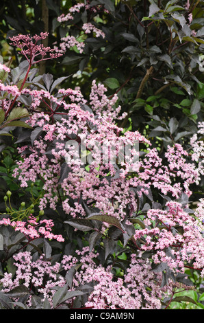 Aîné commun (sambucus nigra 'Black Beauty') Banque D'Images