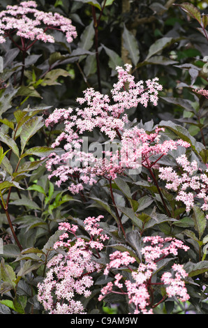 Aîné commun (sambucus nigra 'Black Beauty') Banque D'Images