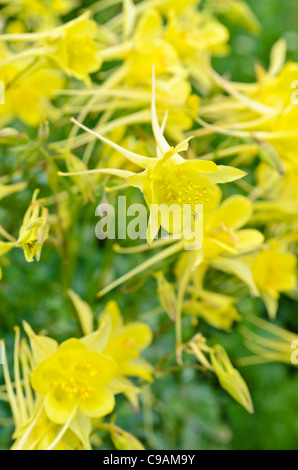 Golden stimulé l'ancolie (aquilegia chrysantha 'yellow Queen') Banque D'Images