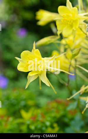 Golden stimulé l'ancolie (aquilegia chrysantha 'yellow Queen') Banque D'Images