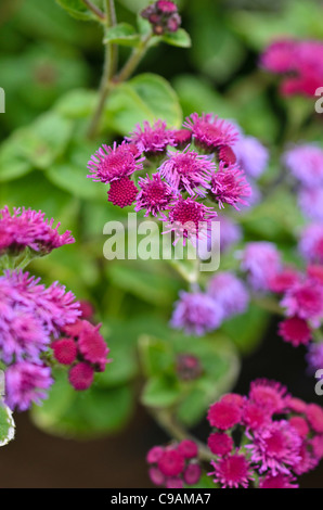 (Floss flower Ageratum houstonianum 'artiste basso purple') Banque D'Images