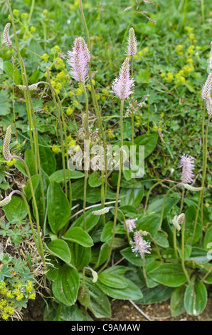 Hoary plantain (Plantago media) Banque D'Images