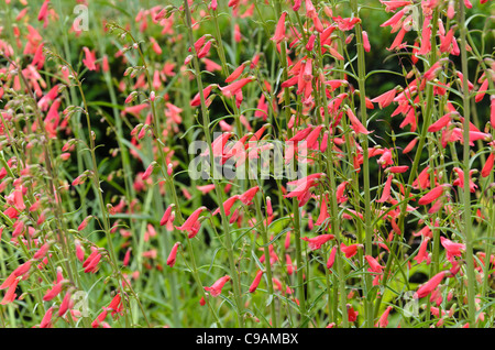 Red Beard timon (Penstemon barbatus 'coccineus') Banque D'Images