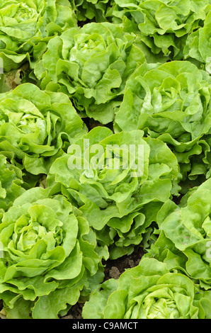 Laitue (Lactuca sativa var. capitata 'Gisela') Banque D'Images