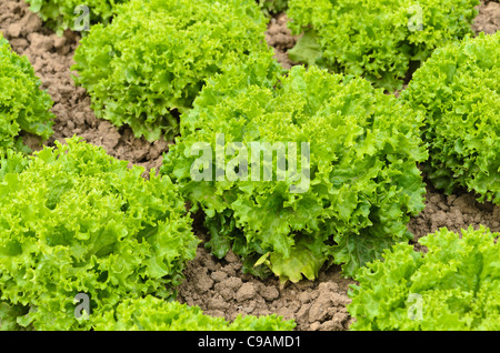 Laitue à feuilles volantes (Lactuca sativa var. Crispa 'Lollo Bionda Alep') Banque D'Images