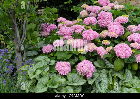 Big-leaved hortensia (Hydrangea macrophylla) et de Vipérine commune de Sibérie (Brunnera macrophylla 'jack frost' syn. myosotis macrophylla 'jack frost') Banque D'Images