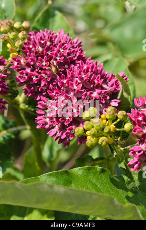 L'asclépiade (Asclepias purpurascens violet) Banque D'Images