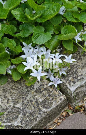 bellflower serbe (Campanula poscharskyana 'E.H. Givre) Banque D'Images