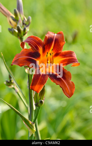 Hémérocalle (hemerocallis dark et au début) Banque D'Images