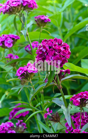 Sweet William (Dianthus barbatus) Banque D'Images