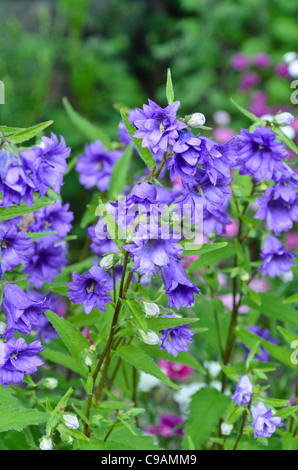 L'ortie-leaved bellflower (campanula trachelium 'bernice') Banque D'Images