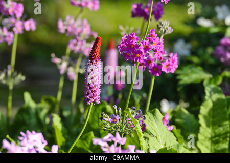 Primevère (primula vialii poker) et candélabres (primrose primula beesiana) Banque D'Images