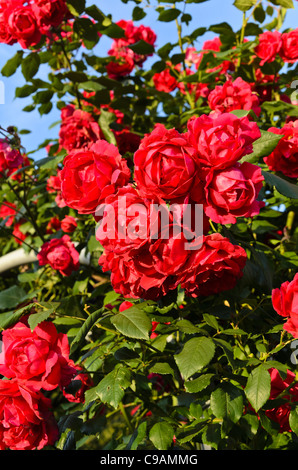 Multiflora rose (Rosa Paul's Scarlet climber) Banque D'Images